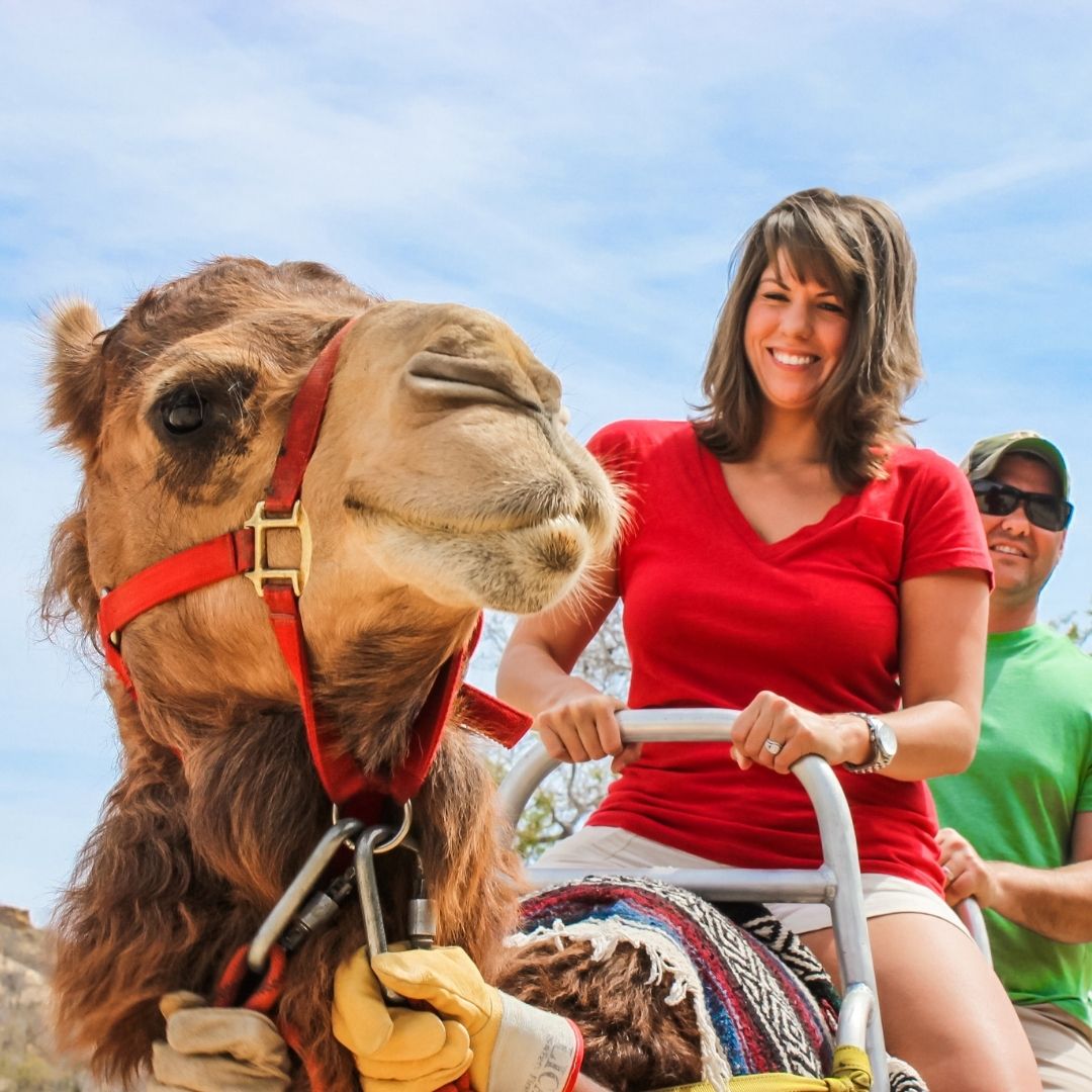 Camel Trekking